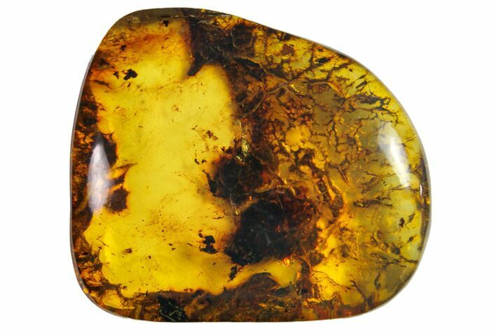 Polished Chiapas Amber ( g) - Mexico #114787